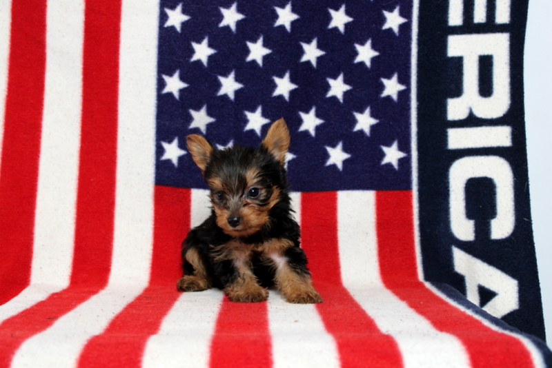 puppy, for, sale, Yorkshire Terrier, Matthew B. Stoltzfus, dog, breeder, Gap, PA, dog-breeder, puppy-for-sale, forsale, nearby, find, puppyfind, locator, puppylocator, aca